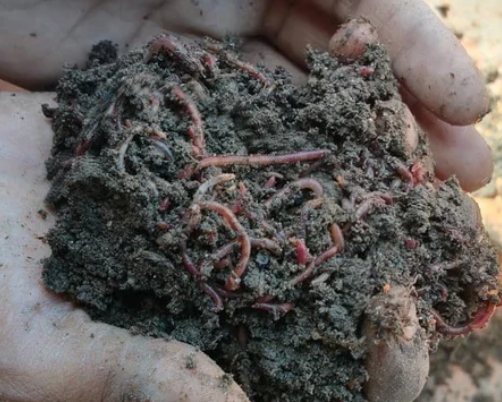 Vermicompost Handful